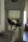 Growltiger "hanging" out on the cat tree