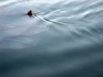 20080505_051526-slb