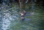 20080428_150601-slb