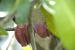 20080426_065601-slb