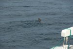20080427_081010-slb