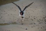 20080429_060403-slb