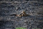20080504_053432-sjb