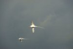 20080504_054041-slb