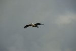 20080504_054158-slb