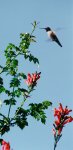 hummer5