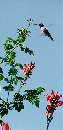hummer5